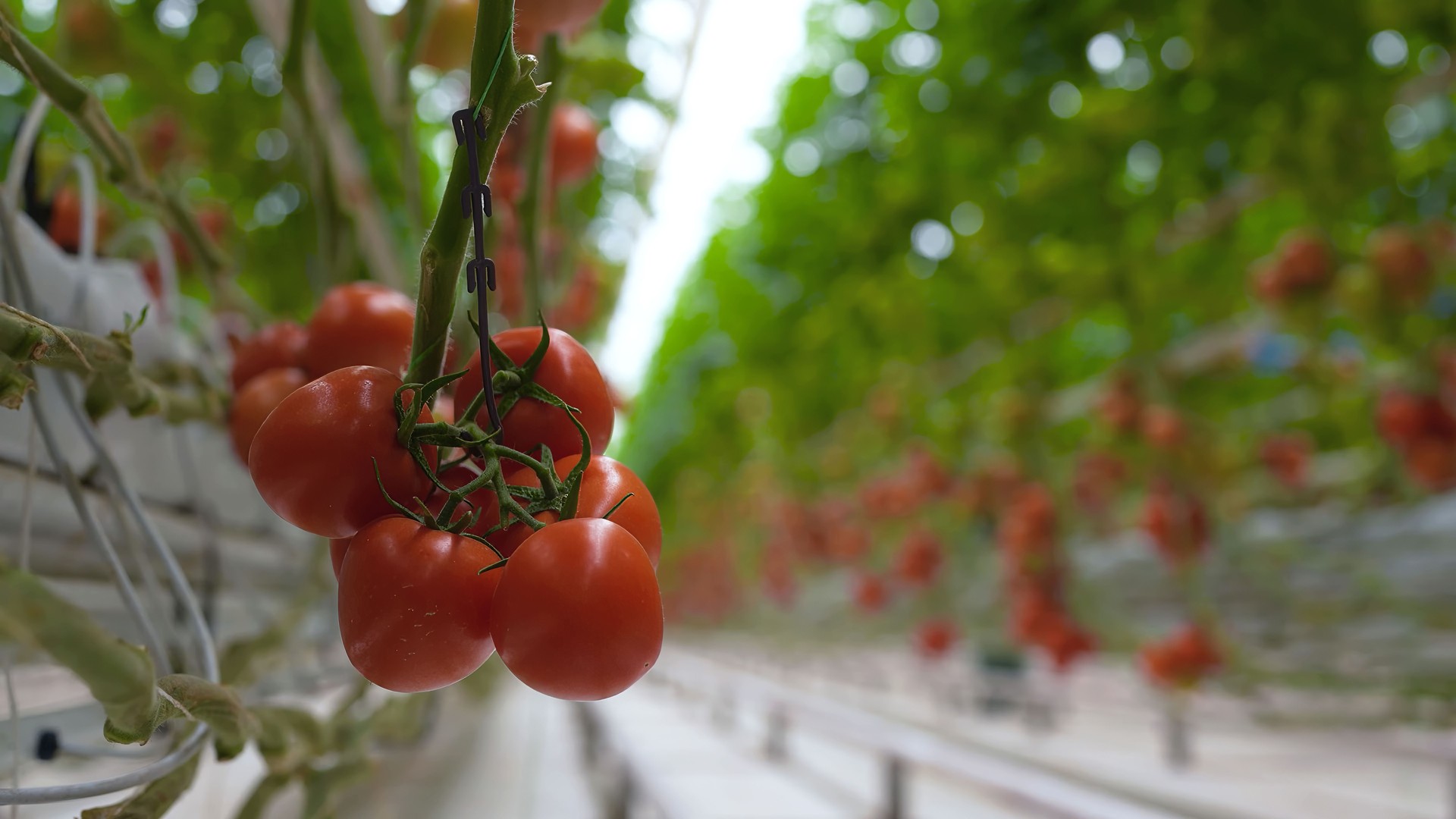 Fresh ripe tomatoes growing on vines inside a modern greenhouse