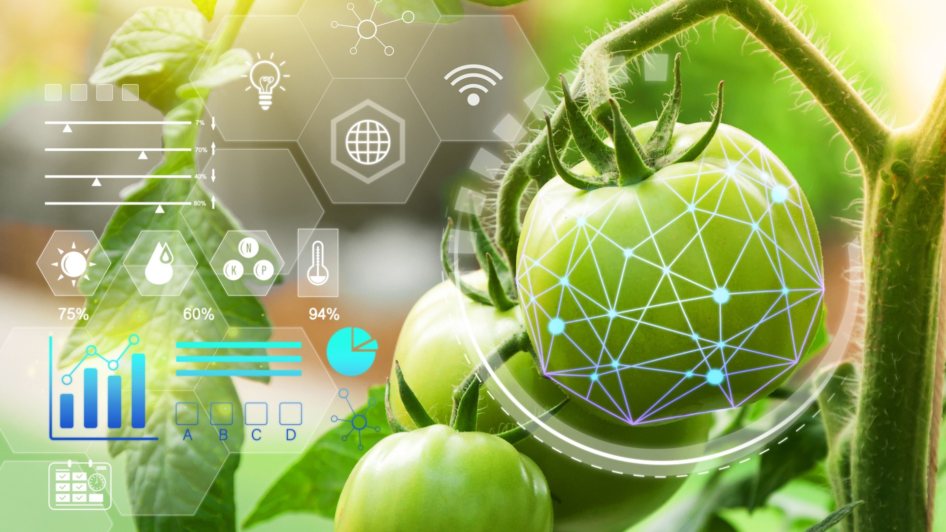Tomatoes in greenhouse with infographics, Smart farming and precision agriculture 4.0 with visual icon, digital technology agriculture and smart farming concept.